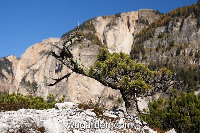 wbgarden alps 39c.JPG